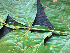 ( - CCDB-27866-G09)  @11 [ ] CreativeCommons - Attribution Non-Commercial Share-Alike (2017) Varun Swamy San Diego Zoo Global