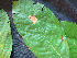  ( - CCDB-27866-G09)  @11 [ ] CreativeCommons - Attribution Non-Commercial Share-Alike (2017) Varun Swamy San Diego Zoo Global