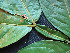  ( - CCDB-27866-G09)  @11 [ ] CreativeCommons - Attribution Non-Commercial Share-Alike (2017) Varun Swamy San Diego Zoo Global