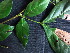  ( - CCDB-27890-G08)  @11 [ ] CreativeCommons - Attribution Non-Commercial Share-Alike (2017) Varun Swamy San Diego Zoo Global