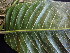  ( - CCDB-27890-B11)  @11 [ ] CreativeCommons - Attribution Non-Commercial Share-Alike (2017) Varun Swamy San Diego Zoo Global