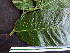  ( - CCDB-27890-B11)  @11 [ ] CreativeCommons - Attribution Non-Commercial Share-Alike (2017) Varun Swamy San Diego Zoo Global
