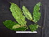  ( - CCDB-27890-A11)  @11 [ ] CreativeCommons - Attribution Non-Commercial Share-Alike (2017) Varun Swamy San Diego Zoo Global