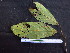  (Nectandra longifolia - CCDB-27890-G12)  @11 [ ] CreativeCommons - Attribution Non-Commercial Share-Alike (2017) Varun Swamy San Diego Zoo Global
