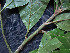 ( - CCDB-27866-G01)  @11 [ ] CreativeCommons - Attribution Non-Commercial Share-Alike (2017) Varun Swamy San Diego Zoo Global