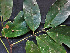  ( - CCDB-27866-B09)  @11 [ ] CreativeCommons - Attribution Non-Commercial Share-Alike (2017) Varun Swamy San Diego Zoo Global