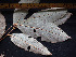  (Parinari - CCDB-27885-F12)  @11 [ ] CreativeCommons - Attribution Non-Commercial Share-Alike (2017) Varun Swamy San Diego Zoo Global