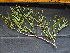  (Piptadenia gonoacantha - CCDB-27866-E06)  @11 [ ] CreativeCommons - Attribution Non-Commercial Share-Alike (2017) Varun Swamy San Diego Zoo Global