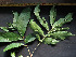  ( - CCDB-27885-A10)  @11 [ ] CreativeCommons - Attribution Non-Commercial Share-Alike (2017) Varun Swamy San Diego Zoo Global