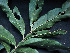  ( - CCDB-27885-A10)  @11 [ ] CreativeCommons - Attribution Non-Commercial Share-Alike (2017) Varun Swamy San Diego Zoo Global
