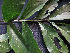  ( - CCDB-27885-A10)  @11 [ ] CreativeCommons - Attribution Non-Commercial Share-Alike (2017) Varun Swamy San Diego Zoo Global