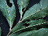 ( - CCDB-27885-A10)  @11 [ ] CreativeCommons - Attribution Non-Commercial Share-Alike (2017) Varun Swamy San Diego Zoo Global