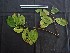  (Pouteria bilocularis - CCDB-27890-H02)  @11 [ ] CreativeCommons - Attribution Non-Commercial Share-Alike (2017) Varun Swamy San Diego Zoo Global