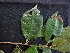  ( - CCDB-27890-H02)  @11 [ ] CreativeCommons - Attribution Non-Commercial Share-Alike (2017) Varun Swamy San Diego Zoo Global