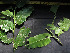  ( - CCDB-27885-F04)  @11 [ ] CreativeCommons - Attribution Non-Commercial Share-Alike (2017) Varun Swamy San Diego Zoo Global