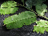  ( - CCDB-27885-F04)  @11 [ ] CreativeCommons - Attribution Non-Commercial Share-Alike (2017) Varun Swamy San Diego Zoo Global