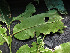  ( - CCDB-27885-F04)  @11 [ ] CreativeCommons - Attribution Non-Commercial Share-Alike (2017) Varun Swamy San Diego Zoo Global