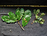 ( - CCDB-27885-A04)  @11 [ ] CreativeCommons - Attribution Non-Commercial Share-Alike (2017) Varun Swamy San Diego Zoo Global