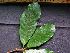  (Pouteria caimito - CCDB-27885-A04)  @11 [ ] CreativeCommons - Attribution Non-Commercial Share-Alike (2017) Varun Swamy San Diego Zoo Global