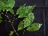  (Sloanea picapica - CCDB-27890-E01)  @11 [ ] CreativeCommons - Attribution Non-Commercial Share-Alike (2017) Varun Swamy San Diego Zoo Global