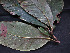  ( - CCDB-27866-B02)  @11 [ ] CreativeCommons - Attribution Non-Commercial Share-Alike (2017) Varun Swamy San Diego Zoo Global