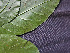  ( - CCDB-27866-B03)  @11 [ ] CreativeCommons - Attribution Non-Commercial Share-Alike (2017) Varun Swamy San Diego Zoo Global