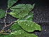  ( - CCDB-27866-B03)  @11 [ ] CreativeCommons - Attribution Non-Commercial Share-Alike (2017) Varun Swamy San Diego Zoo Global