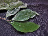  ( - CCDB-27866-B03)  @11 [ ] CreativeCommons - Attribution Non-Commercial Share-Alike (2017) Varun Swamy San Diego Zoo Global