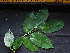  ( - CCDB-27866-E03)  @11 [ ] CreativeCommons - Attribution Non-Commercial Share-Alike (2017) Varun Swamy San Diego Zoo Global