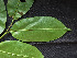  ( - CCDB-27866-E03)  @11 [ ] CreativeCommons - Attribution Non-Commercial Share-Alike (2017) Varun Swamy San Diego Zoo Global