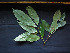  ( - CCDB-27866-H04)  @11 [ ] CreativeCommons - Attribution Non-Commercial Share-Alike (2017) Varun Swamy San Diego Zoo Global