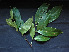 ( - CCDB-27866-H04)  @11 [ ] CreativeCommons - Attribution Non-Commercial Share-Alike (2017) Varun Swamy San Diego Zoo Global