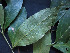  ( - CCDB-27866-H04)  @11 [ ] CreativeCommons - Attribution Non-Commercial Share-Alike (2017) Varun Swamy San Diego Zoo Global