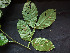  ( - CCDB-27866-E04)  @11 [ ] CreativeCommons - Attribution Non-Commercial Share-Alike (2017) Varun Swamy San Diego Zoo Global