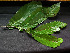  ( - CCDB-27866-G05)  @11 [ ] CreativeCommons - Attribution Non-Commercial Share-Alike (2017) Varun Swamy San Diego Zoo Global