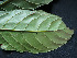  ( - CCDB-27866-G05)  @11 [ ] CreativeCommons - Attribution Non-Commercial Share-Alike (2017) Varun Swamy San Diego Zoo Global