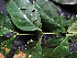  ( - CCDB-27885-H06)  @11 [ ] CreativeCommons - Attribution Non-Commercial Share-Alike (2017) Varun Swamy San Diego Zoo Global