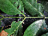  ( - CCDB-27885-H06)  @11 [ ] CreativeCommons - Attribution Non-Commercial Share-Alike (2017) Varun Swamy San Diego Zoo Global