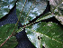  ( - CCDB-27866-C04)  @11 [ ] CreativeCommons - Attribution Non-Commercial Share-Alike (2017) Varun Swamy San Diego Zoo Global