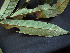 ( - CCDB-27866-F09)  @11 [ ] CreativeCommons - Attribution Non-Commercial Share-Alike (2017) Varun Swamy San Diego Zoo Global