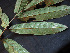  (Talisia hexaphylla - CCDB-27866-F09)  @11 [ ] CreativeCommons - Attribution Non-Commercial Share-Alike (2017) Varun Swamy San Diego Zoo Global
