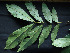  ( - CCDB-27885-E04)  @11 [ ] CreativeCommons - Attribution Non-Commercial Share-Alike (2017) Varun Swamy San Diego Zoo Global