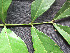  ( - CCDB-27885-E04)  @11 [ ] CreativeCommons - Attribution Non-Commercial Share-Alike (2017) Varun Swamy San Diego Zoo Global