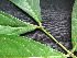  ( - CCDB-27885-E04)  @11 [ ] CreativeCommons - Attribution Non-Commercial Share-Alike (2017) Varun Swamy San Diego Zoo Global