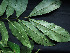  ( - CCDB-27885-E04)  @11 [ ] CreativeCommons - Attribution Non-Commercial Share-Alike (2017) Varun Swamy San Diego Zoo Global