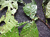  ( - CCDB-27866-F02)  @11 [ ] CreativeCommons - Attribution Non-Commercial Share-Alike (2017) Varun Swamy San Diego Zoo Global