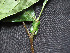  ( - CCDB-27866-F02)  @11 [ ] CreativeCommons - Attribution Non-Commercial Share-Alike (2017) Varun Swamy San Diego Zoo Global