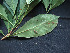  ( - CCDB-27885-E12)  @11 [ ] CreativeCommons - Attribution Non-Commercial Share-Alike (2017) Varun Swamy San Diego Zoo Global