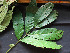  ( - CCDB-27866-G10)  @11 [ ] CreativeCommons - Attribution Non-Commercial Share-Alike (2017) Varun Swamy San Diego Zoo Global
