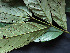  ( - CCDB-27866-G10)  @11 [ ] CreativeCommons - Attribution Non-Commercial Share-Alike (2017) Varun Swamy San Diego Zoo Global